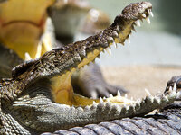 img_3094.jpg img_3094.jpg