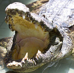 img_3095.jpg img_3095.jpg