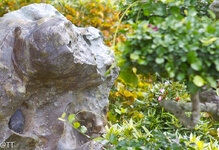 img_3135.jpg img_3135.jpg