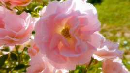 P1050220-1.jpg