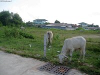 img_4409.jpg
