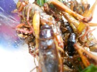 dscn2390.jpg
