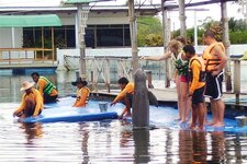 dolfin_p2050027.jpg