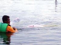 dolfin_p2050023.jpg