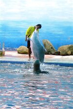 dolfin_p2050044.jpg