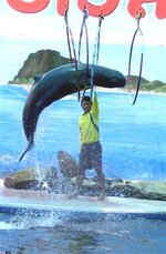 dolfin_p2050047.jpg