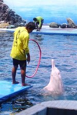 dolfin_p2050062.jpg