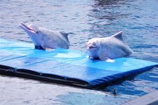 dolfin_p2050065.jpg