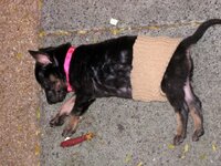 Hund-1.jpg Hund-1.jpg