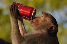 monkeys.jpg