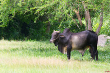 2012_07_05_0733.jpg