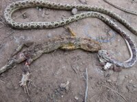 snake13_zps13ce1111.jpg