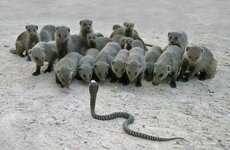 mongoose_5.jpg