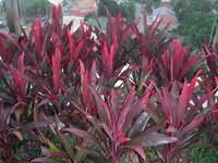 21200574pb.jpg