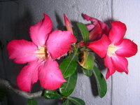 21232789mh.jpg