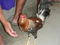 21240916ws.jpg
