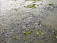 7598_peer_fische.jpg