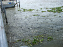 7601_peer_fische.jpg