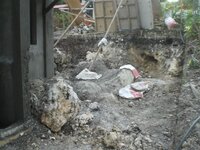 Bohol-1294.jpg