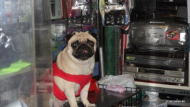 SAM_0248.JPG