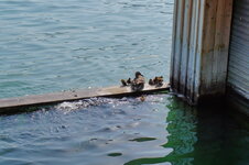 dsc08338.jpg