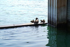 dsc08339.jpg