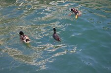 img_4309.jpg