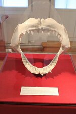 img_4459.jpg