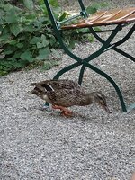 dsc02471001.jpg