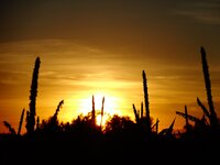 dsc02578001_822323.jpg