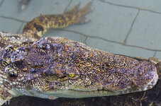 img_3097.jpg img_3097.jpg