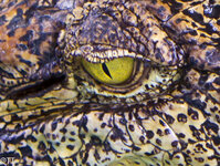 img_3098.jpg img_3098.jpg