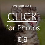 a10.gif