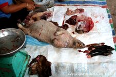 20100216_001939-1.jpg 20100216_001939-1.jpg