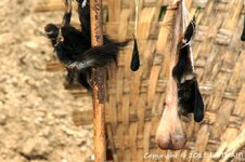 20100217_002129-1.jpg 20100217_002129-1.jpg