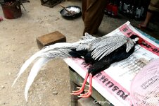 20100217_002118-1.jpg 20100217_002118-1.jpg