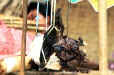 20100217_002126-1.jpg 20100217_002126-1.jpg