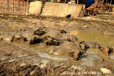 20100220_003649-1.jpg 20100220_003649-1.jpg