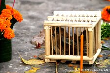 20100221_003893-1.jpg 20100221_003893-1.jpg