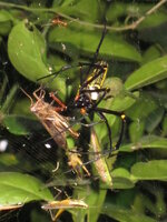 spinne2.jpg