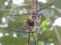 spinne-1.jpg