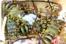 20120317_14648-1.jpg 20120317_14648-1.jpg