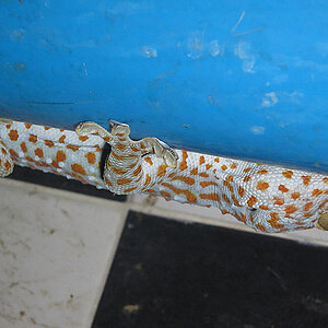 10.09.2013 Smurf Bar