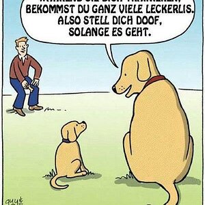 Humor-hundetaktik