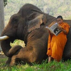 Ueberelefeantenlernen