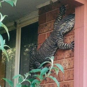 Kleiner Gecko