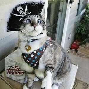 Piratenkatze