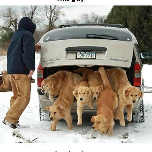 Hunde