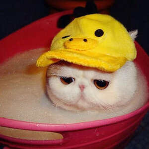 Badekatze
