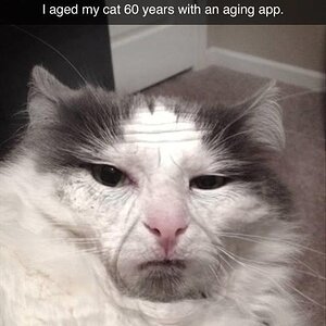 AgedCat